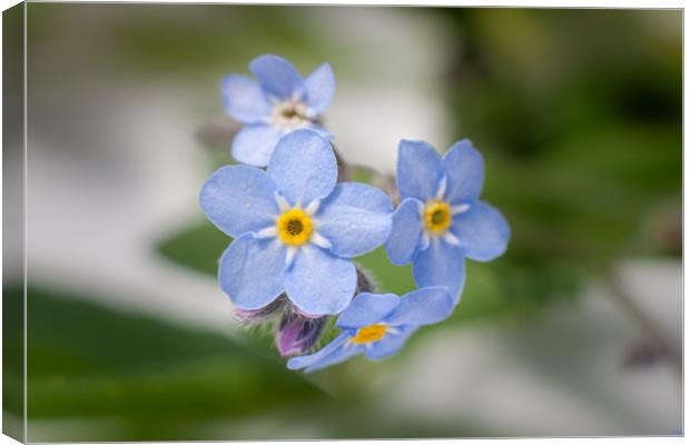 Forget me not Canvas Print by Kevin Snelling