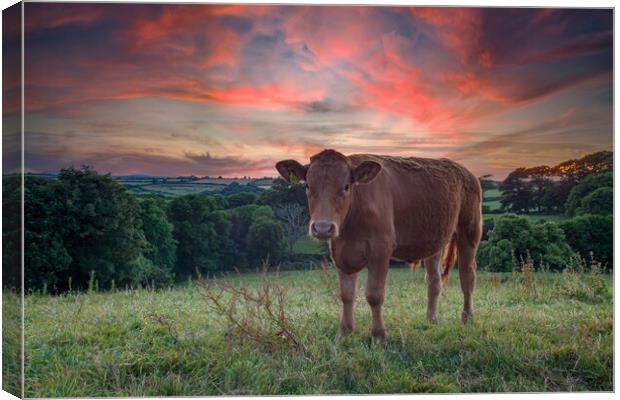 A brown cow standing on top of a lush green field  Canvas Print by Kevin Snelling