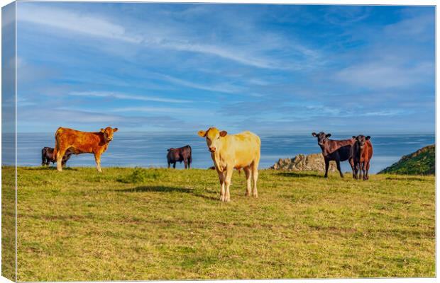 Cattle Grazing on Roseland Peninsula Canvas Print by Kevin Snelling