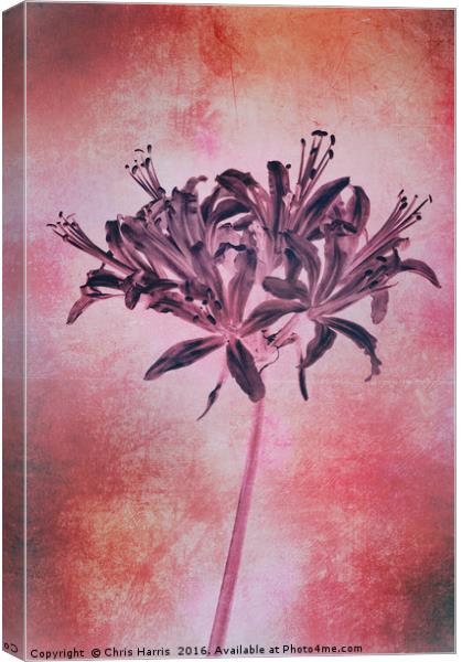 Nerine blush Canvas Print by Chris Harris