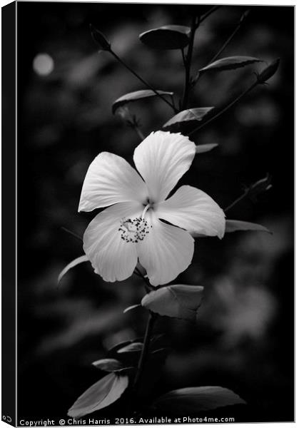 Hibiscus Rosa-Sinensis Canvas Print by Chris Harris