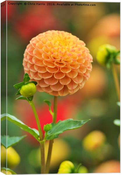 Dahlia 'Jodie Wilkinson' (AGM) Canvas Print by Chris Harris