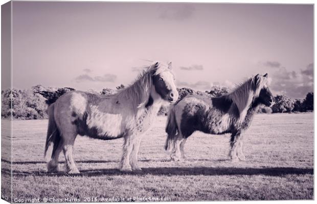 Ponies in the New Forest Canvas Print by Chris Harris