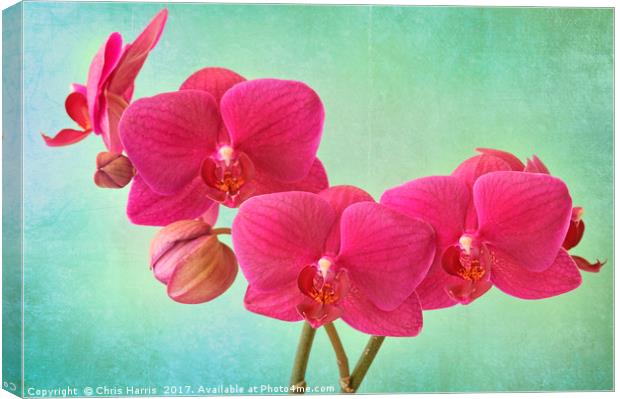 Orchid Magenta Canvas Print by Chris Harris