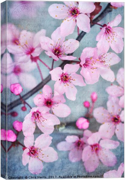 Cherry Blossom Chic Canvas Print by Chris Harris