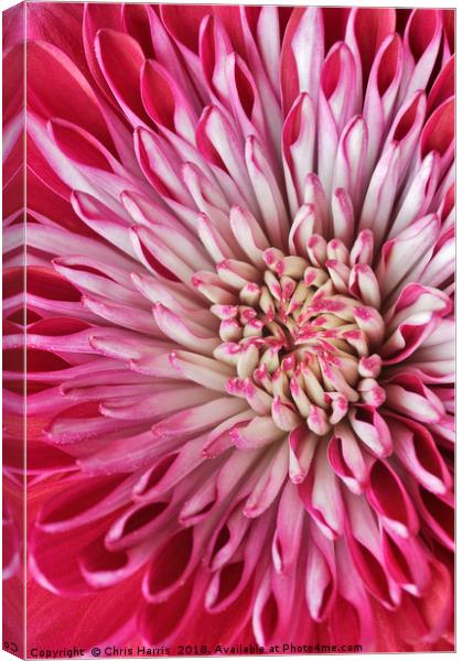 Red Chrysanth Canvas Print by Chris Harris