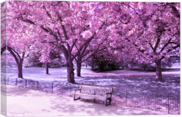 Under the blossom trees - Infrared Canvas Print by Chris Harris