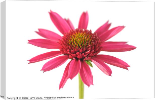 Echinacea 'Delicious Candy'  Canvas Print by Chris Harris