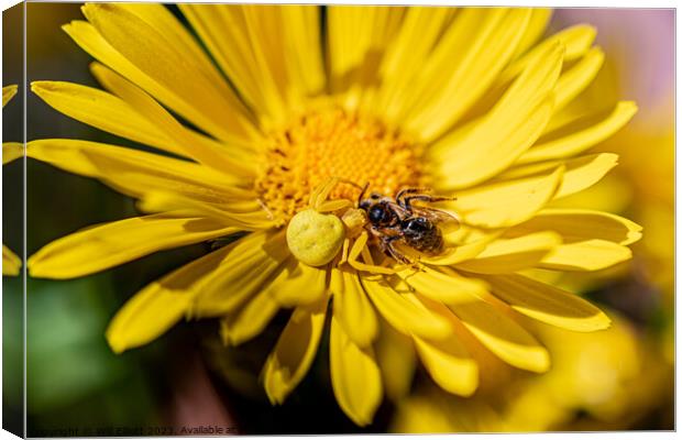 A Colourful Scene Canvas Print by Will Elliott