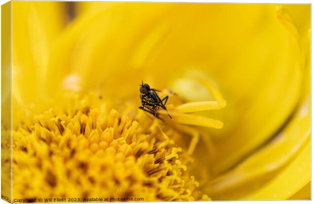 Lurking in the background... Canvas Print by Will Elliott