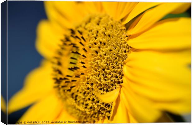 Closeup of a Blossoming Sunflower Canvas Print by Will Elliott