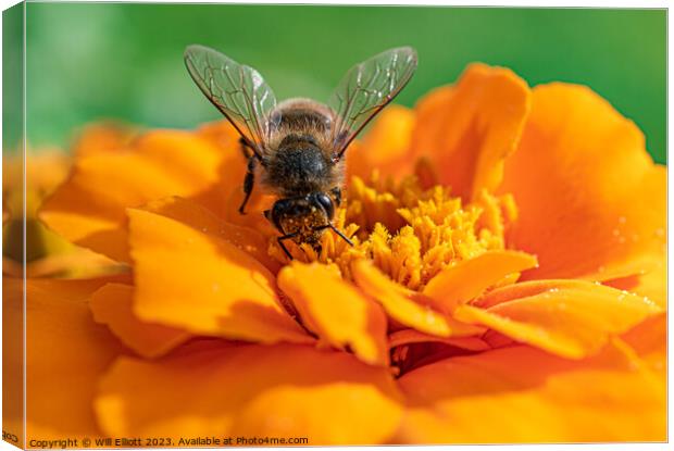 A Bee on a Marigold Flower Canvas Print by Will Elliott