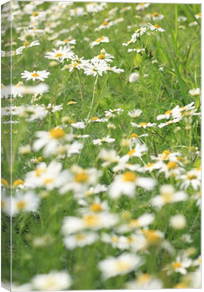 Daisy  Canvas Print by bliss nayler