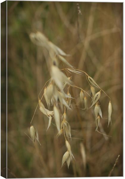 Wheat Canvas Print by bliss nayler