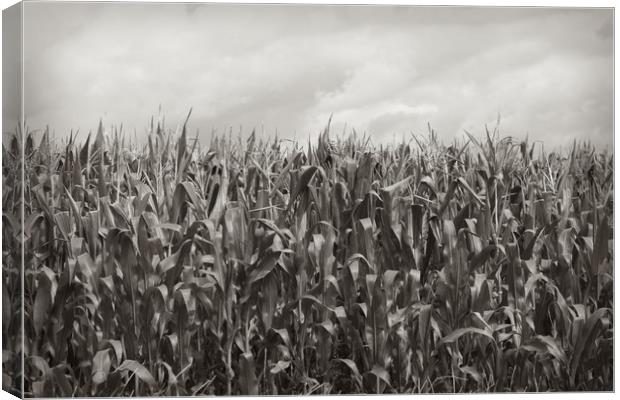 Corn Fields Canvas Print by bliss nayler