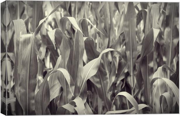Corn Canvas Print by bliss nayler
