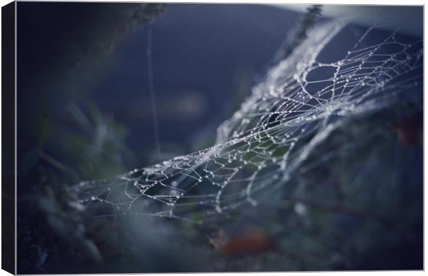 Spider Web Canvas Print by bliss nayler