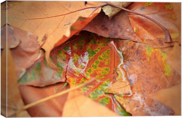 Autumn Leaves Canvas Print by bliss nayler