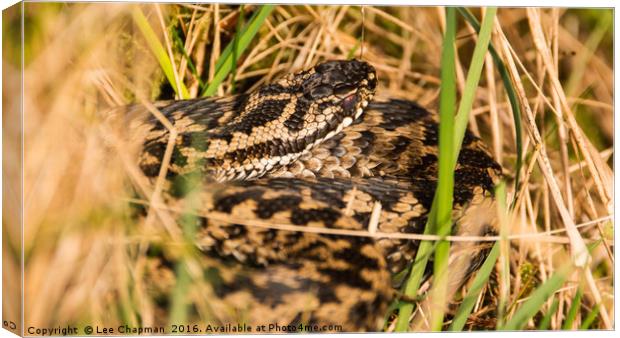 Snake in the Grass Canvas Print by Lee Chapman