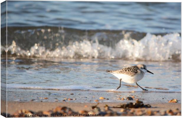 Run, Sanderling, Run Canvas Print by Lee Chapman