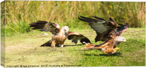 Red Kite food fight Canvas Print by Lee Chapman