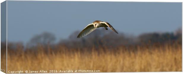 Barn Owl Hunting  Canvas Print by James Allen