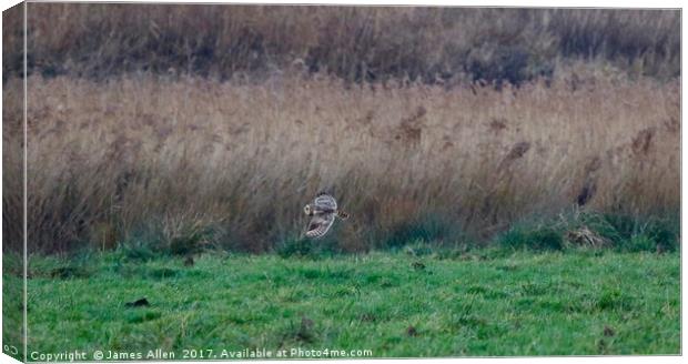 Short Eared Owl On The Hunt  Canvas Print by James Allen