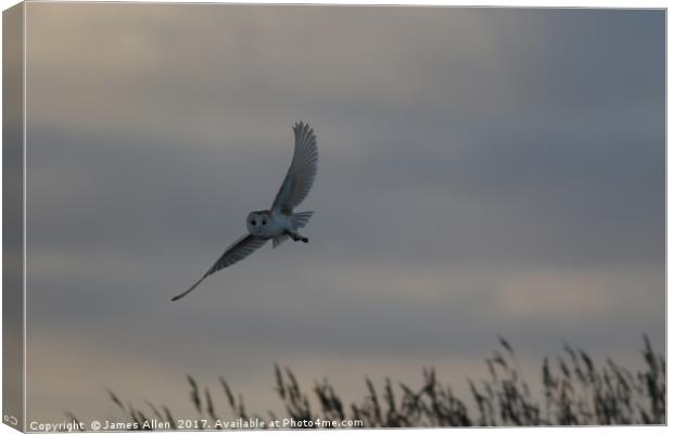 Barn Owl Hunting  Canvas Print by James Allen