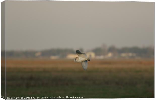 Barn Owl Hunting  Canvas Print by James Allen