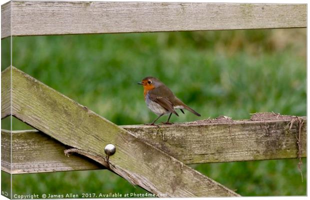 Robin Resting on a Gate! Canvas Print by James Allen