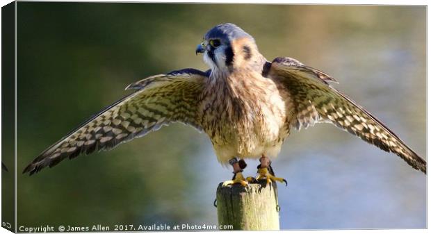 Kestrel  Canvas Print by James Allen