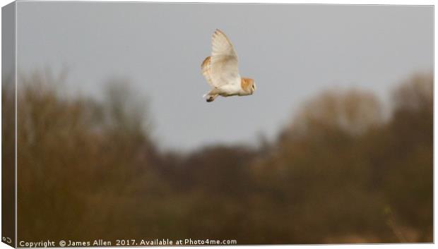 Barn Owl Hunting  Canvas Print by James Allen