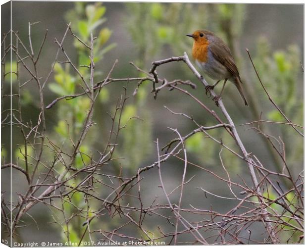 The Resting Robin  Canvas Print by James Allen