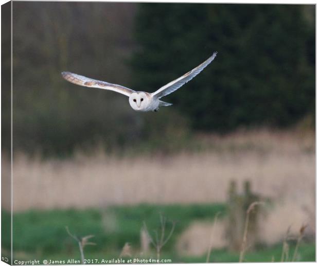 Barn Owl Hunting  Canvas Print by James Allen