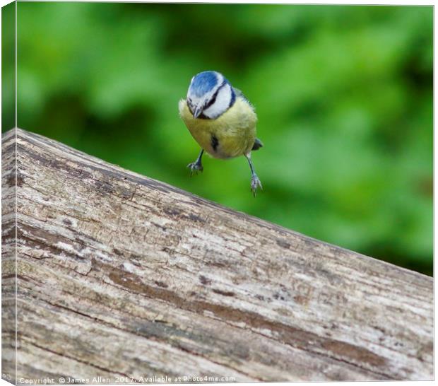 Blue Tit Canvas Print by James Allen