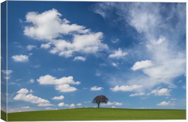 How Hill Tree Canvas Print by David Pulford