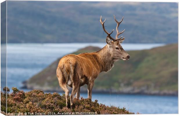 Stag overlooking his Highland kingdom Canvas Print by Tom Dolezal