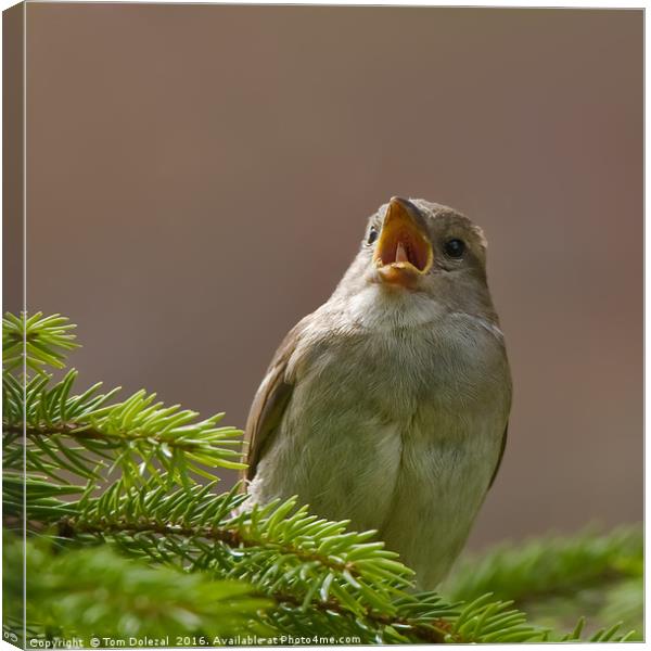 Singing sparrow Canvas Print by Tom Dolezal