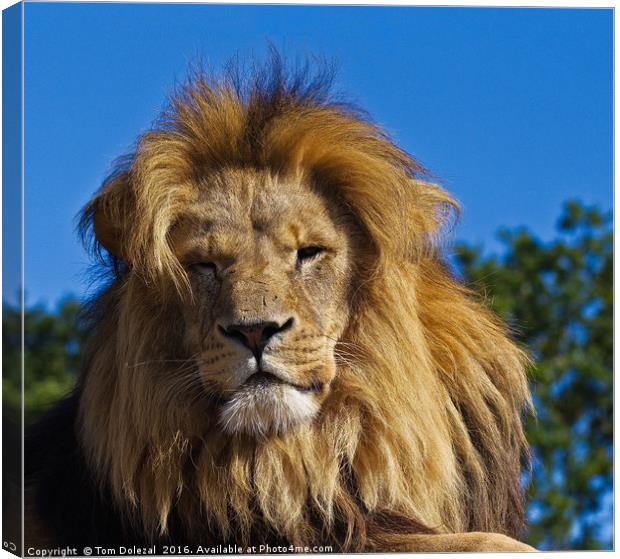 Majestic lion. Canvas Print by Tom Dolezal
