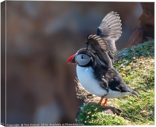 Puffin take-off Canvas Print by Tom Dolezal