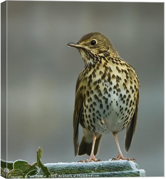 Frosty Song Thrush Canvas Print by Tom Dolezal