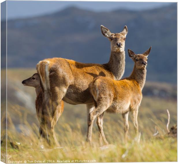 Highland fawns with Hind Canvas Print by Tom Dolezal