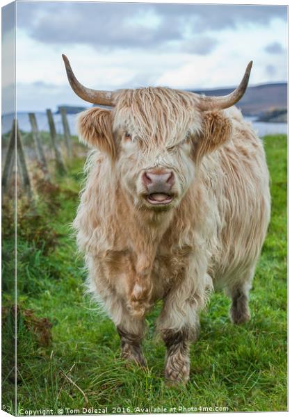 Assynt Highland cow Canvas Print by Tom Dolezal