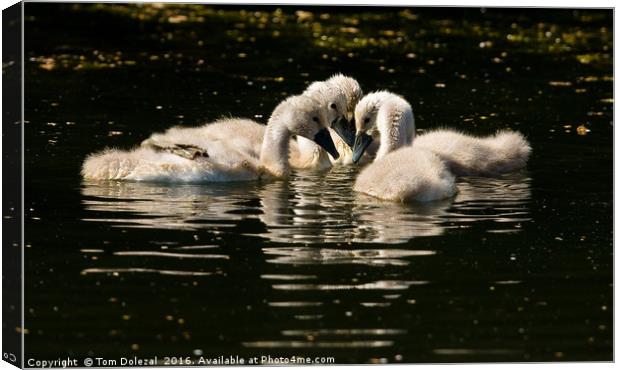 Mute Swan Cygnets   Canvas Print by Tom Dolezal