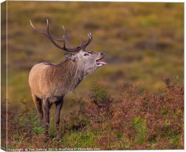 Highlands rutting stag Canvas Print by Tom Dolezal