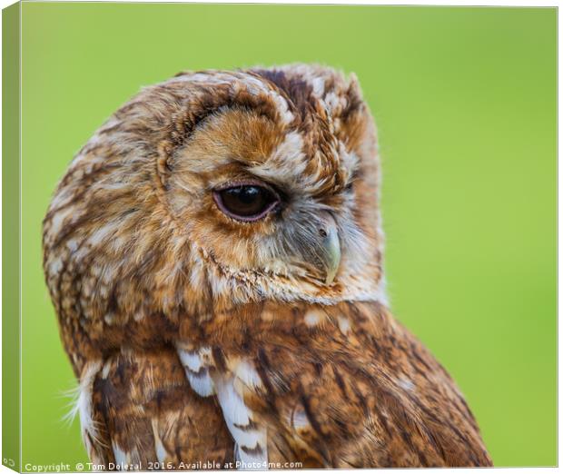 Tawny Owl eye Canvas Print by Tom Dolezal