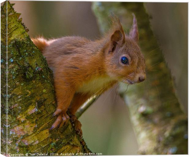 Inquisitive red squirrel. Canvas Print by Tom Dolezal