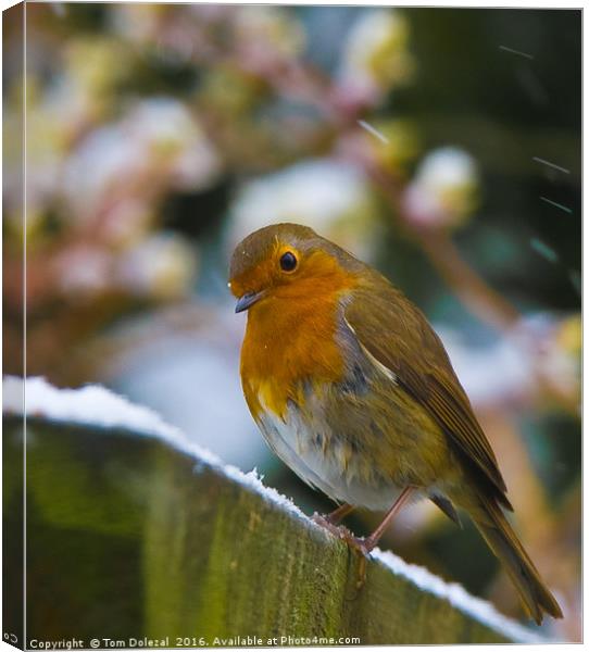 Robin in snow flakes Canvas Print by Tom Dolezal
