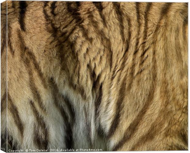 Sumatran tiger fur Canvas Print by Tom Dolezal