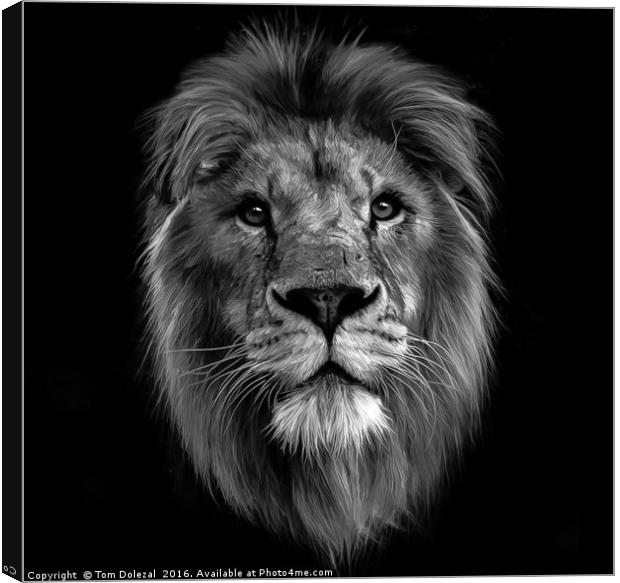 Monochrome Lion face Canvas Print by Tom Dolezal